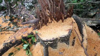 Gỗ[-]nghiến[-]bị[-]đốn[-]hạ[-]tại[-]VQG[-]Ba[-]Bể